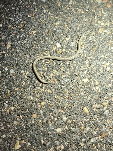Lined Snake