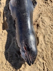 Phocoena phocoena phocoena