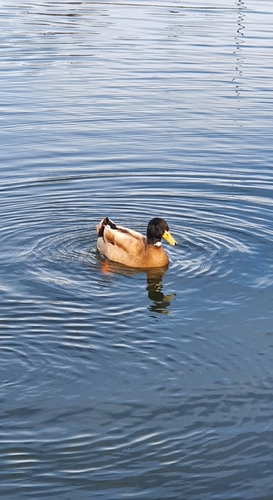 Domestic Mallard