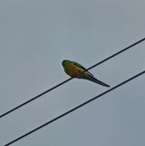 Red-rumped Parrot