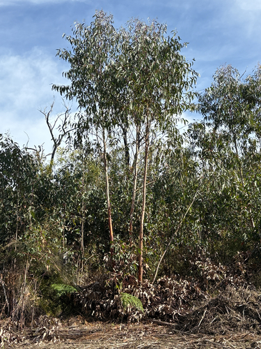 Eucalyptus sieberi, photograph 6