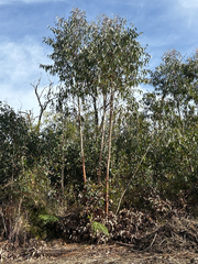 Eucalyptus sieberi, photograph (c) Bryce Watts-Parker, some rights reserved (CC BY)