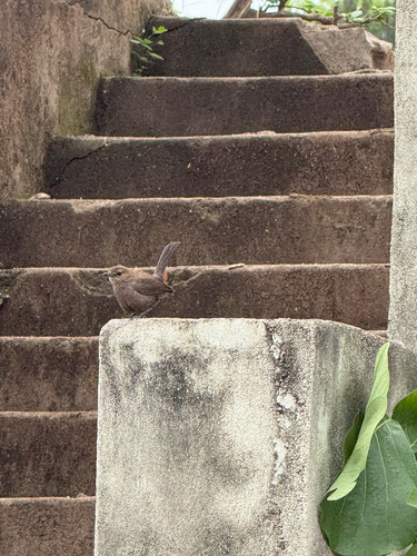 Indian Robin