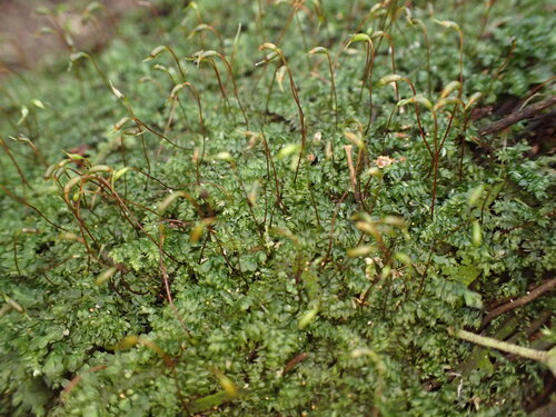 Rhynchostegium tenuifolium observed 2026-05-21