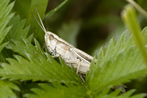 Lesser Marsh Grasshopper, Middenmeer, Netherlands, photo 8 of 10