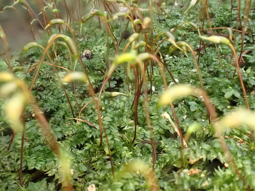 Rhynchostegium tenuifolium observed 2026-05-21