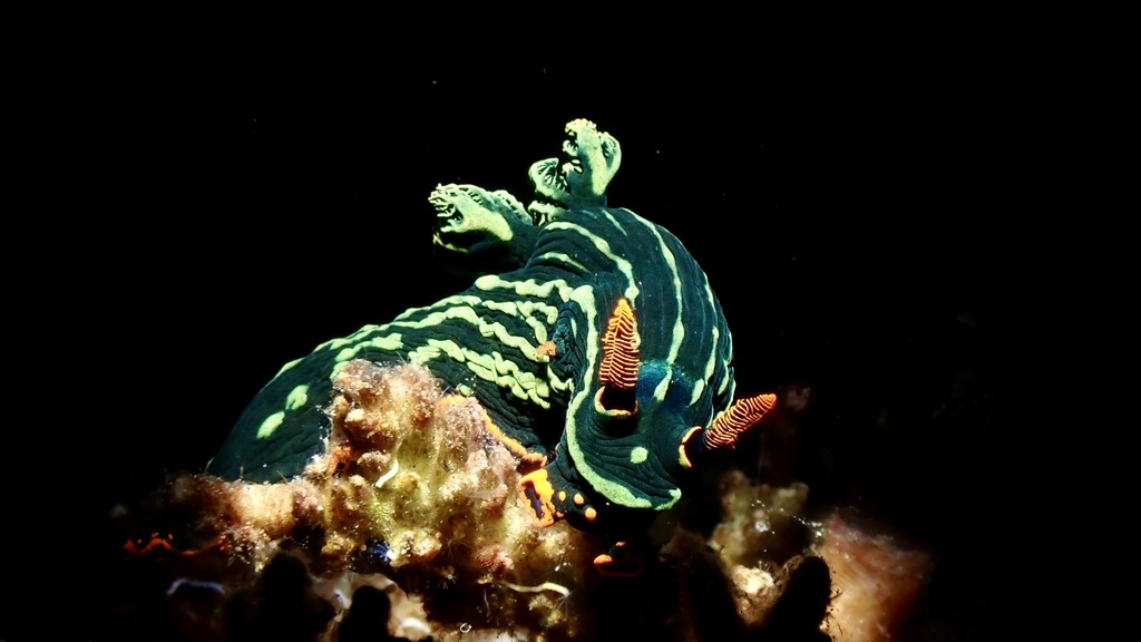 Trance Wrinkle Dorid