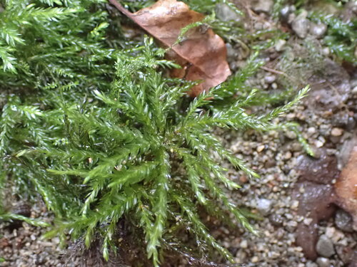 Hypnodendron marginatum observed 2026-05-21