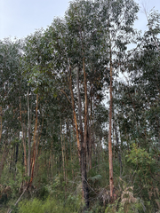 Eucalyptus sieberi, photograph (c) Bryce Watts-Parker, some rights reserved (CC BY)