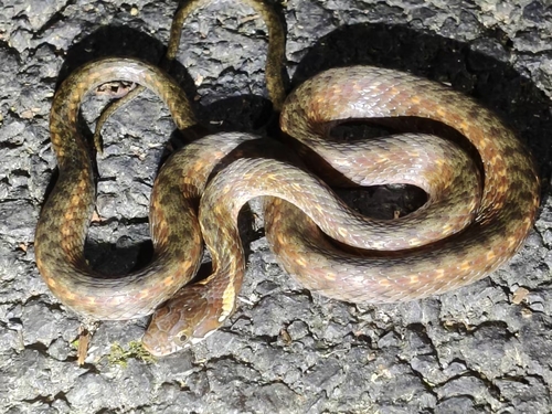 Kuatun Keelback