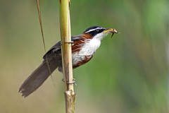 Pomatorhinus schisticeps