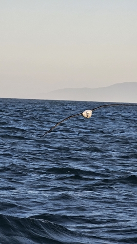 iNaturalist image