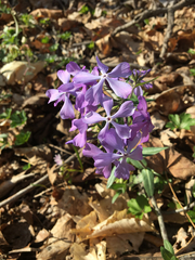 Phlox divaricata divaricata