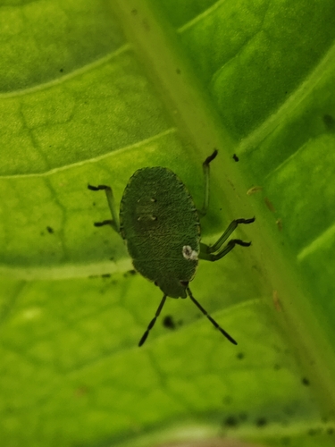 Green Shield Bug