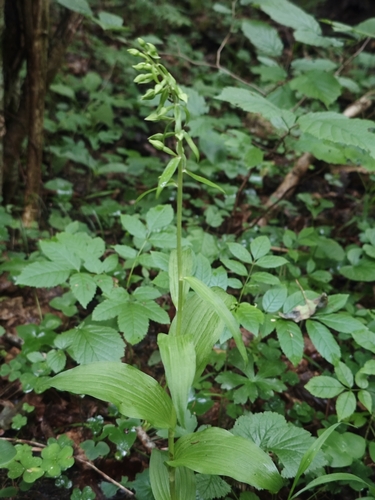 Broad-leaved helleborine