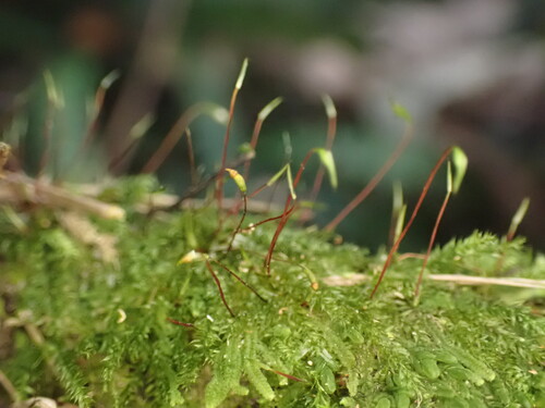 Rhynchostegium tenuifolium observed 2026-05-21