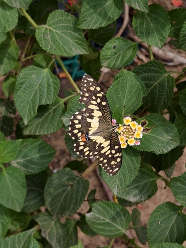 Lime Swallowtail