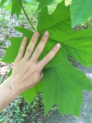 Acer macrophyllum