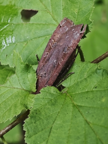 Large Yellow Underwing