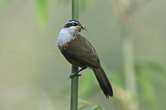 Pomatorhinus schisticeps