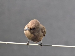 Pyrocephalus rubinus obscurus