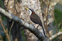 Pomatorhinus schisticeps