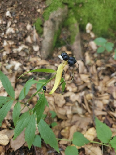 Cardamine bulbifera, photograph 5
