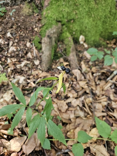 Cardamine bulbifera, photograph 6