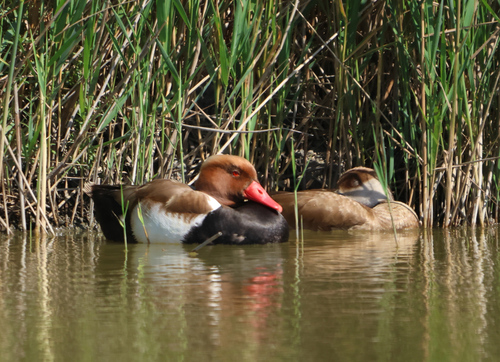 Pato colorado (Netta rufina)