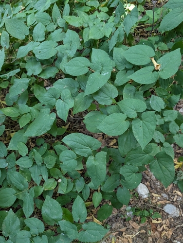 Epimedium alpinum
