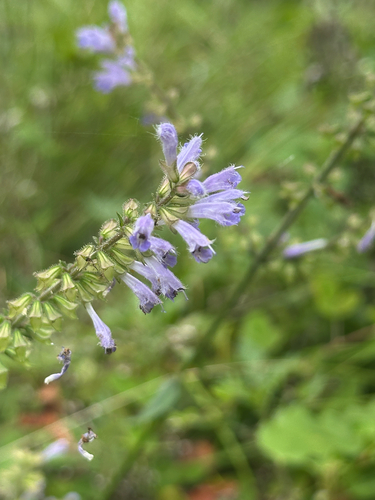 Salvia japonica, photograph 6