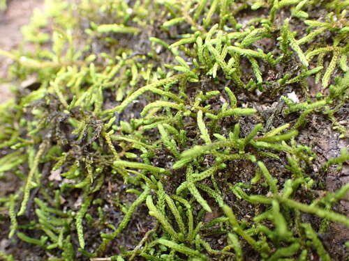 Papillaria crocea observed 2026-05-22