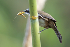 Pomatorhinus schisticeps