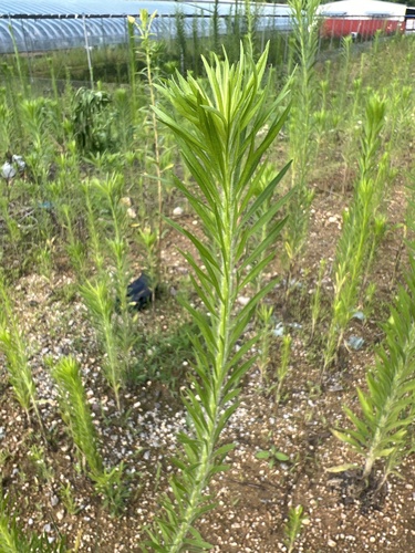 horseweed