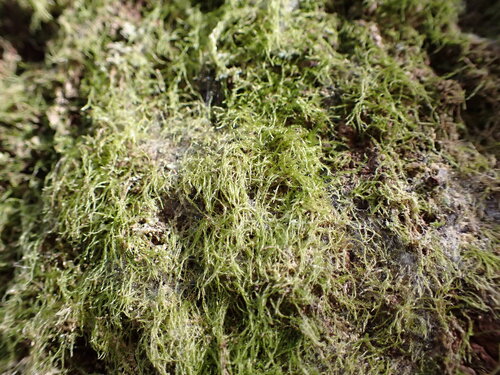 Fabronia australis observed 2026-05-22