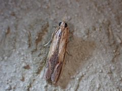 Ancylostomia stercorea