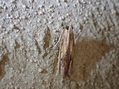 Ancylostomia stercorea