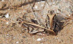 Pardalophora apiculata