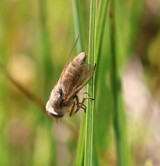 Cheshire Horsefly
