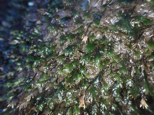 Fissidens rigidulus observed 2026-05-22