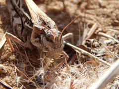 Pardalophora apiculata