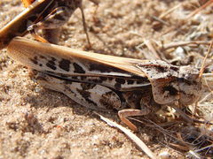 Pardalophora apiculata