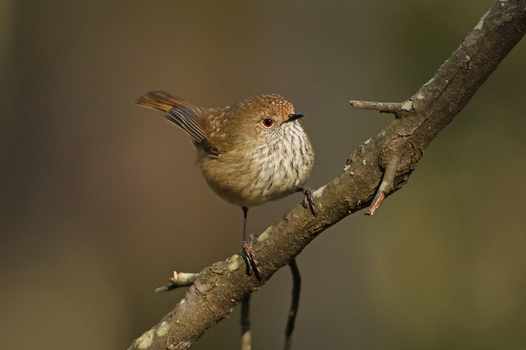 Brown Thornbill
