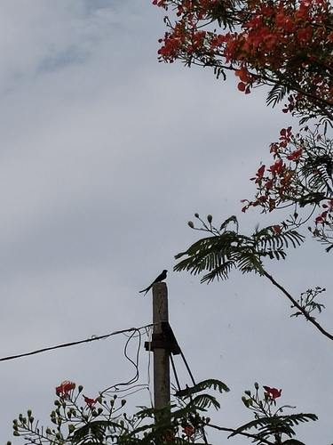 Black Drongo