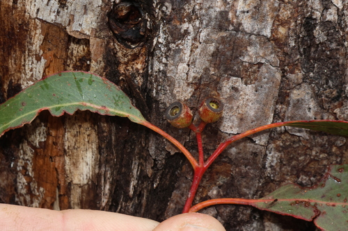 Eucalyptus oreades