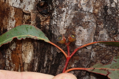 Eucalyptus oreades