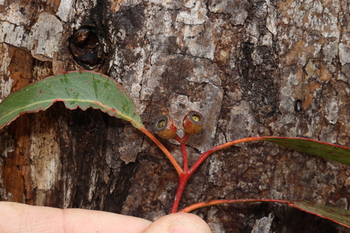 Eucalyptus oreades, photograph 1