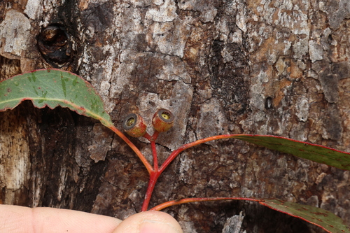 Eucalyptus oreades, photograph 2