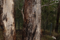 Eucalyptus oreades, photograph (c) Greg Tasney, some rights reserved (CC BY-SA)