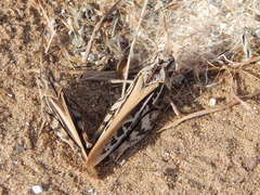 Pardalophora apiculata